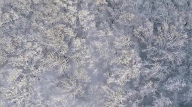 Kış kar orman Üstten Görünüm