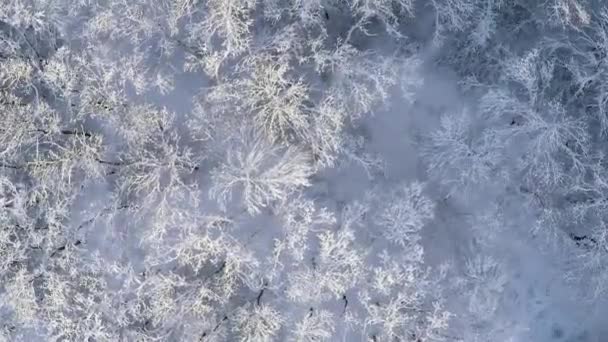 Inverno Floresta Neve Vista Superior — Vídeo de Stock