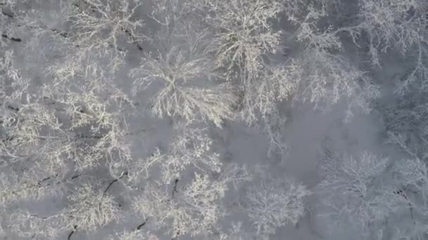 Winter Snow Forest Bovenaanzicht — Stockvideo