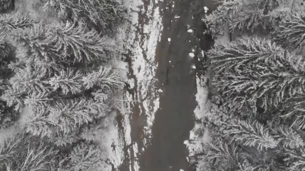 60Fps Winter Wald Mit Fluss Luftaufnahme — Stockvideo
