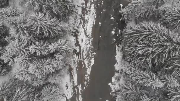 Floresta Inverno 60Fps Com Vista Aérea Rio — Vídeo de Stock