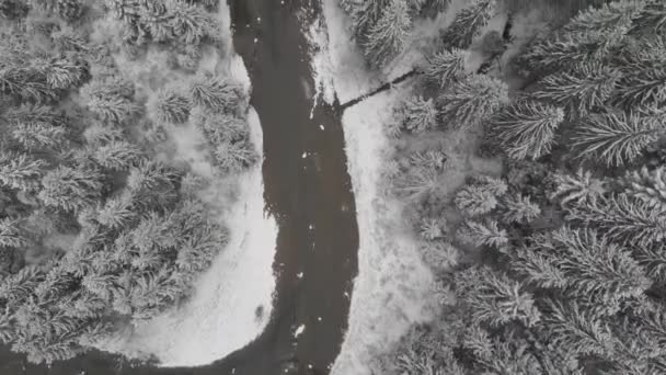 Floresta Inverno 60Fps Com Vista Aérea Rio — Vídeo de Stock