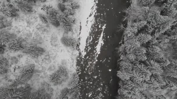 60Fps Winter Wald Mit Fluss Luftaufnahme — Stockvideo