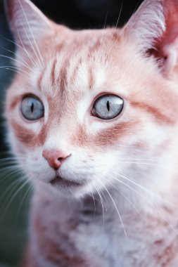 Kedi ya da kedi yavrusu kırmızı bir yastığa uzanır ve uzağa bakar akıllı ve güzel yeşil gözlü kedi portresi.