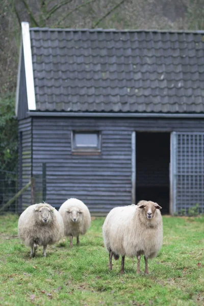 Tres Ovejas Blancas Sobre Hierba Verde Sobre Fondo Una Casa —  Fotos de Stock