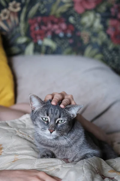 Ein Kluges Und Schönes Porträt Einer Katze Mit Grünen Augen — Stockfoto