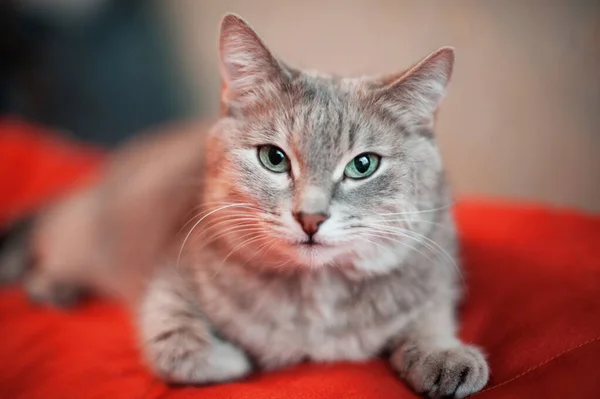 Gato Gatinho Está Travesseiro Vermelho Olha Atentamente Para Câmera Olhar — Fotografia de Stock