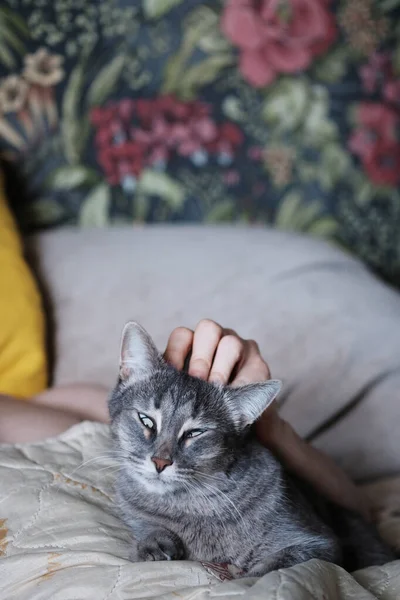 Ein Kluges Und Schönes Porträt Einer Katze Mit Grünen Augen — Stockfoto