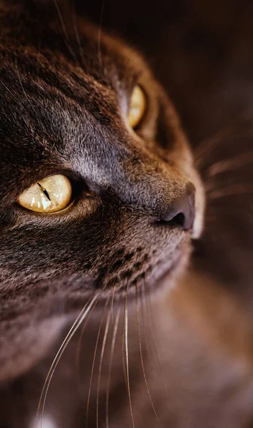 Γάτα Γατάκι Βρίσκεται Ένα Κόκκινο Μαξιλάρι Και Κοιτάζει Μακριά Έξυπνο — Φωτογραφία Αρχείου