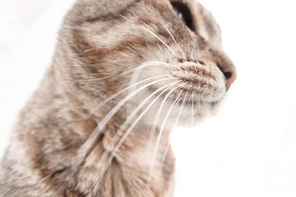 Beautiful Gray Cat Close White Background Sits Waits — Stock Photo, Image