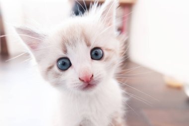 Kameraya şaşkın şaşkın bakan mavi gözlü küçük beyaz bir kedinin yakın plan portresi.
