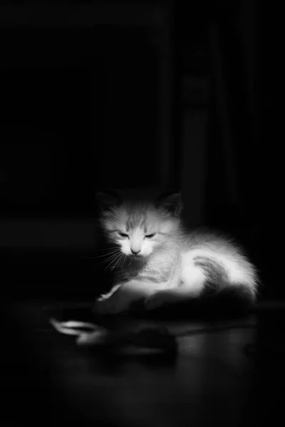 Black White Vertical Shot Cute White Fluffy Kitten Black Background — Stock Photo, Image