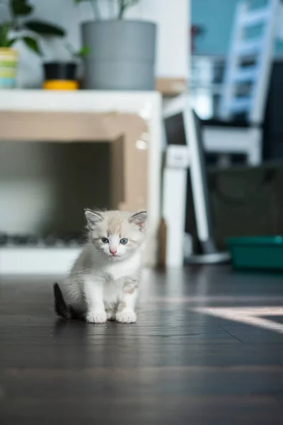 Blanco Lindo Gatito Luminoso Con Ojos Azules Encuentra Fondo Interior —  Fotos de Stock