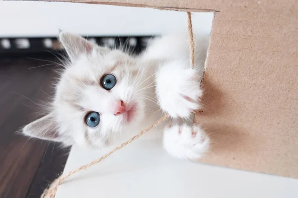 一只蓝眼睛的小白猫的特写 它用黄麻线弹奏着 看着摄像机 — 图库照片