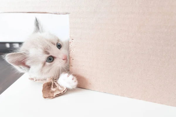 一只蓝眼睛的小白猫用黄麻线弹奏的特写画像 — 图库照片