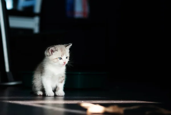 Ein Weißes Kleines Leuchtendes Kätzchen Blickt Wehmütig Auf Ein Spielzeug Stockbild