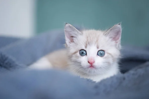 白色可爱舒适的小猫 蓝眼睛躺在灰色格子花上 看着相机 — 图库照片