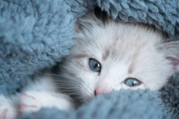 Retrato Cerca Gatito Acostado Cómodamente Cuadros Durmiendo Mirando Cámara — Foto de Stock