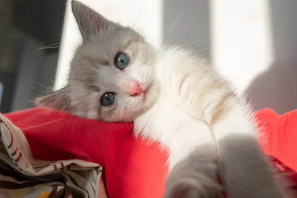 Graue Süße Katze Mit Blauen Augen Macht Ein Selfie Und — Stockfoto