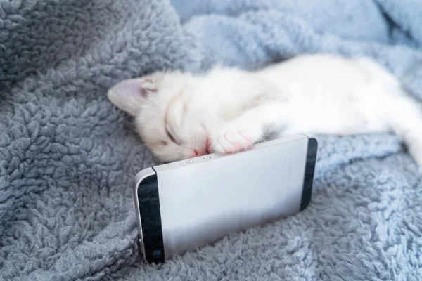Das Weiße Flauschige Kätzchen Liegt Kuschelig Mit Dem Handy Auf Stockbild