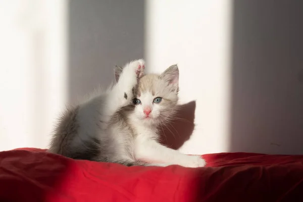 Μια Γκρι Χαριτωμένη Γάτα Μπλε Μάτια Γεμίζει Πόδι Του Σαν Εικόνα Αρχείου