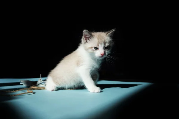 青い床に座って黒い背景を見ている白い小さな明るいかわいい子猫 最小限のショットとテキストのための空のスペースをアップ — ストック写真