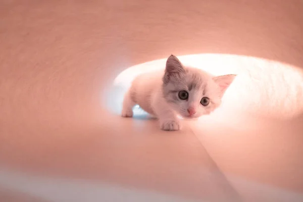 Sarı Arka Plandaki Sevimli Beyaz Kedi Yavrusu Gidip Kameraya Bakıyor — Stok fotoğraf