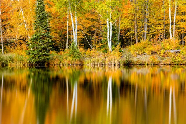 Jesienne brzozy Tree refleksje na Ołownik Lake, Michigan — Zdjęcie stockowe