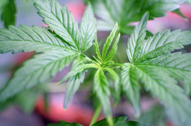 Büyüyen ve yasallaştıran tohumlar tıbbi marihuana