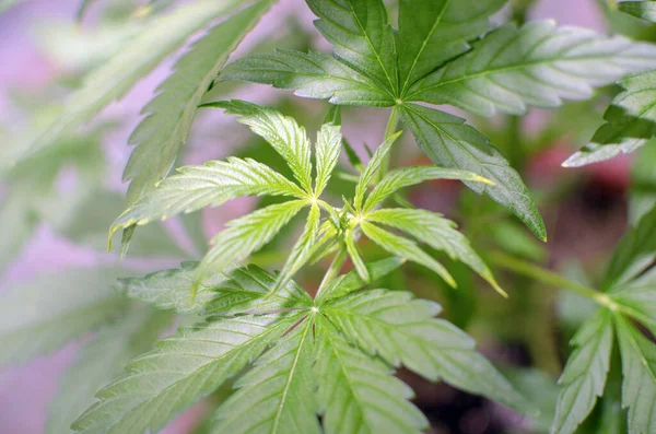 Seeds Growing Legalizing Medicinal Marijuana — Stock Photo, Image