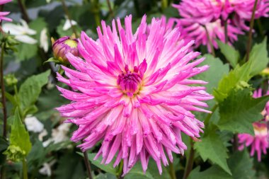 Pembe Dahlia çiçeği açar