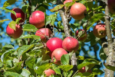 Elma ağaçlarında büyüyen