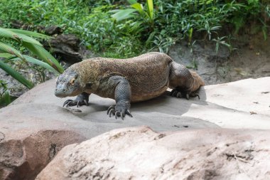 Komodo dragon bir kayanın üzerinde