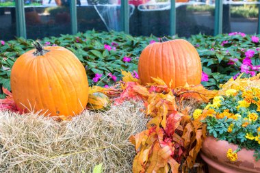 Kabaklar Halloween dekorasyon