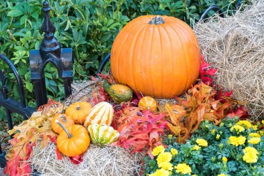 Kabaklar Halloween dekorasyon