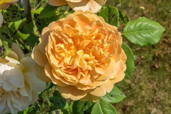 Rosa amarilla única — Foto de Stock