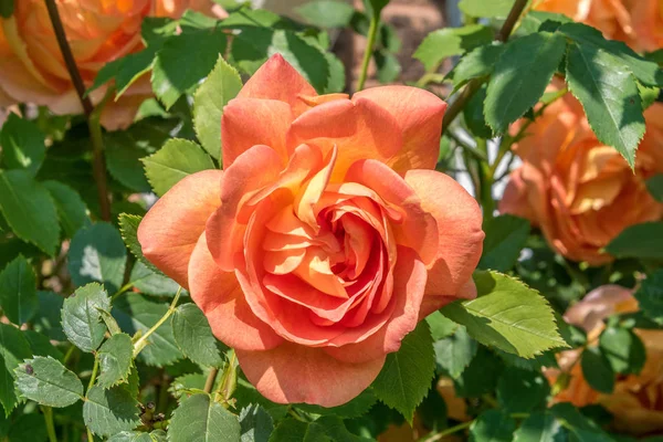 Rosa naranja única — Foto de Stock