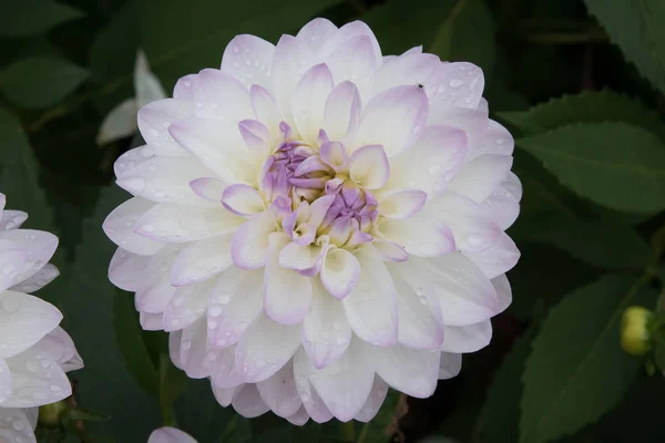 Bunga Dahlia putih mekar — Stok Foto