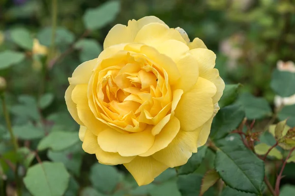 Flor de rosa amarilla — Foto de Stock