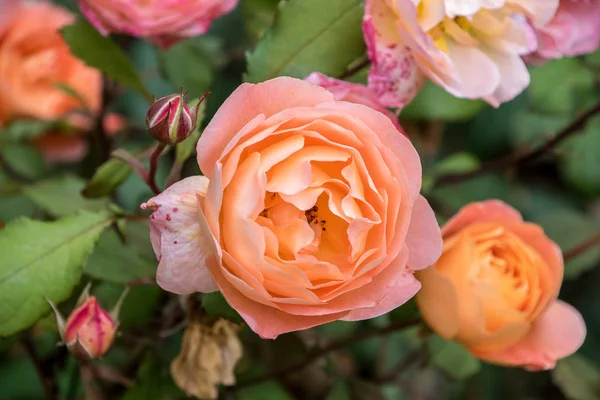 Flores de rosas naranjas — Foto de Stock