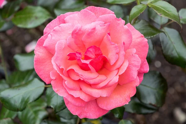 Mawar merah muda mekar — Stok Foto