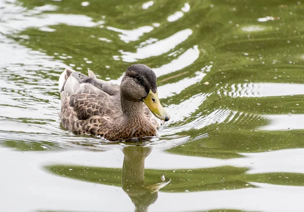 Svømming på Mallard and – stockfoto