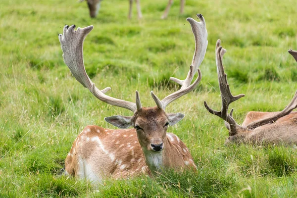 Mannelijke damherten — Stockfoto