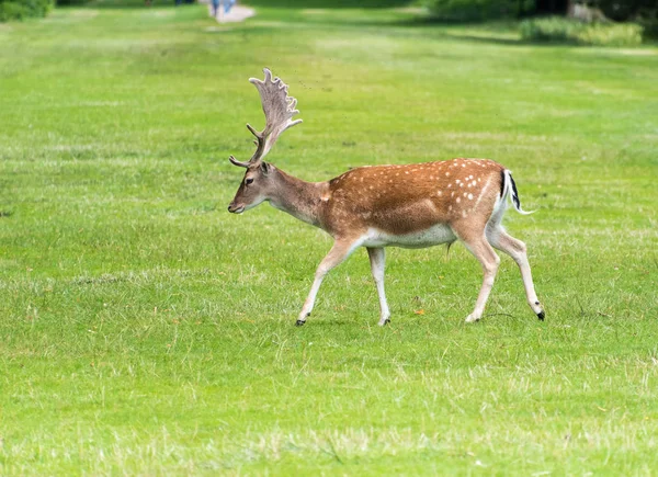 Mannelijke damherten — Stockfoto