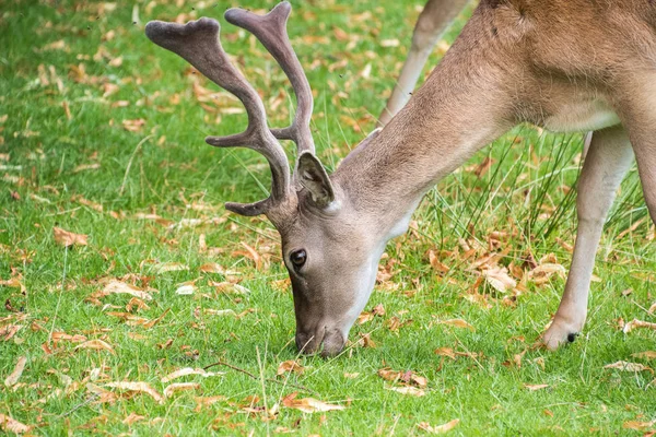 Mannelijke damherten — Stockfoto