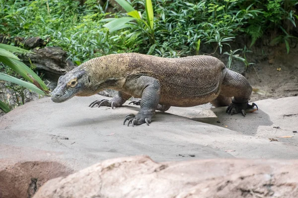 コモドドラゴン岩の上 — ストック写真