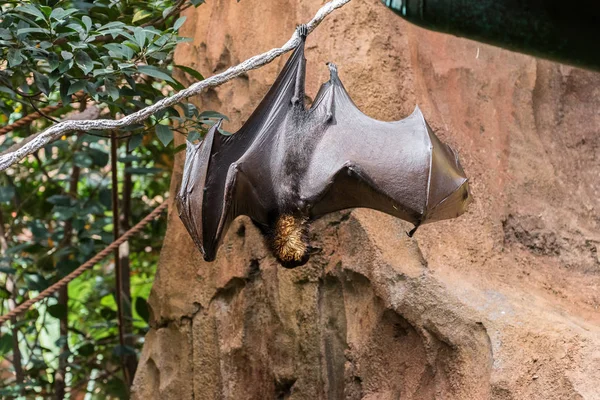 Chauve-souris aux fruits suspendus — Photo