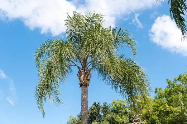 棕榈树映衬蓝天 — 图库照片