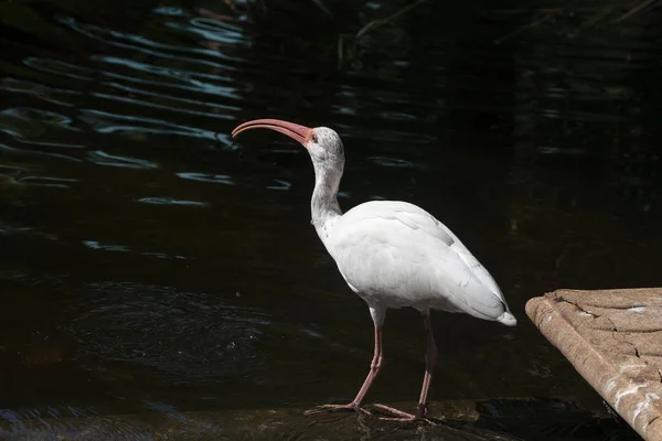 Witte Ibis vogel — Stockfoto