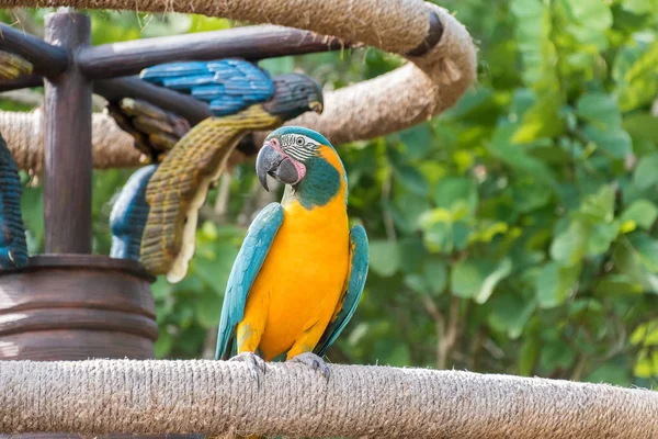 Bright and Colourful Macaws — Stock Photo, Image